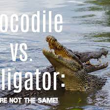 The 8 Main Differences Between Alligators And Crocodiles Owlcation