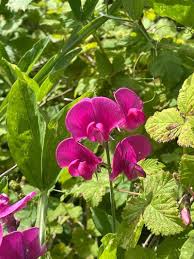 Image result for Lathyrus hirsutus