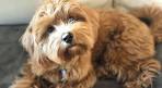 Shih-Poo - Shihpoo Puppies for Sale from Reputable Dog ...