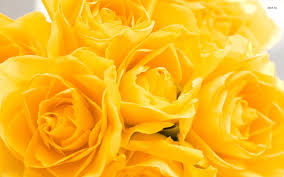 24 photos · curated by amanda stone. Yellow Flower Hd Wallpapers Wallpaper Cave