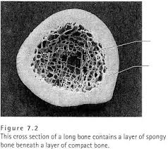 The cross section of this circular cylinder is a circle. Cross Section Of Long Bone Diagram Quizlet