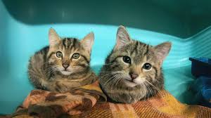 C8 diffuse un nouveau numéro de animaux à adopter:nouvelle famille pour une nouvelle vie ce soir à 21h10. Animaux A Adopter Nouvelle Famille Pour Une Nouvelle Vie Serie Feuilleton 1 Saison Et 5 Episodes Tele Star