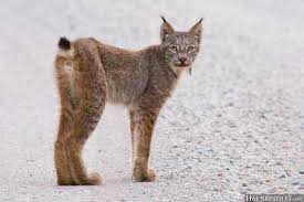 Check spelling or type a new query. How To Tell The Difference Between A Bobcat And A Canada Lynx Travel For Wildlife