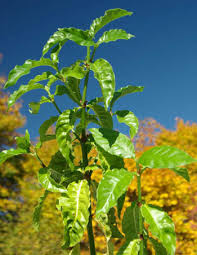 Image result for Psychotria cinerea