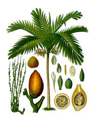 Check spelling or type a new query. Areca Catechu Betel Palm Betel Nut Palm Pfaf Plant Database