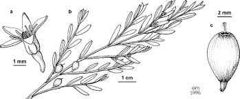 Image result for Olax aschersoniana