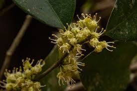 Image result for Dichapetalum madagascariense