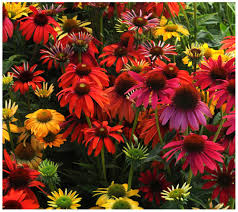 However, keep in mind that other factors can contribute to their survival as well. Cottage Farms 3 Piece Cheyenne Spirit Coneflowers Qvc Com