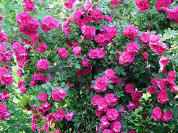 Maybe you would like to learn more about one of these? Hardier Climbing Roses For Cold Climates Laidback Gardener