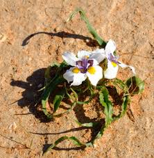 Image result for Moraea bella