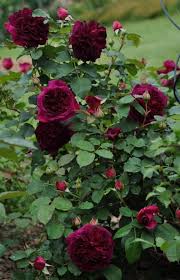 G A R D E N David Austin Roses English Roses Austin Rose