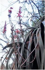 Image result for Aloe mkushiana