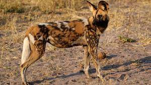 $ your offer must be higher than $5,000. Natucate Blog African Wild Dogs Behaviour Natucate