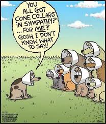 Cone of shame? More like cone of fame! Welcome to the exclusive Cone Club.  🐾🏆 #ConeSquad #DoggySupport -- Image ©Bill Whitehead