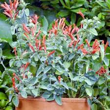 Image result for Dicliptera minor