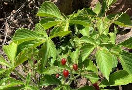 Image result for Cyphostemma paucidentatum