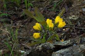 Image result for Ochna macrocalyx