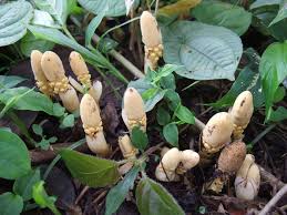 Image result for Fernandoa abbreviata