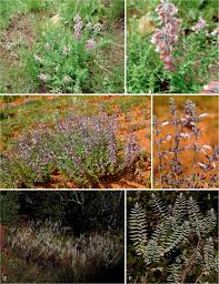 Image result for Syncolostemon oritrephes