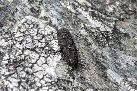 Image result for Pyla fusca