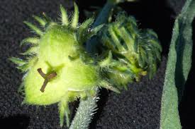 Image result for Tragia rupestris