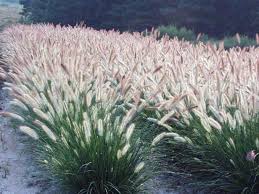 Types Of Ornamental Grasses With Images Grasses Landscaping Garden Shrubs Fountain Grass