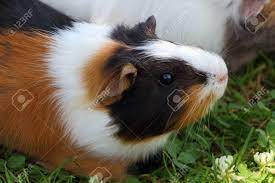 Check spelling or type a new query. Brown Black And White Guinea Pig In The Grass Of A Garden Stock Photo Picture And Royalty Free Image Image 84722803