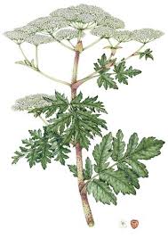 Image result for Heracleum