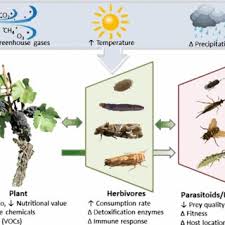 Climatic changes such as increased temperatures, extreme weather events, and elevated carbon dioxide are expected to increase insect pests' pressure through an increase in the population geographical range of temperatures may inuence the number of generations of an insect pest. Pdf Grapevine Insect Pests And Their Natural Enemies In The Age Of Global Warming