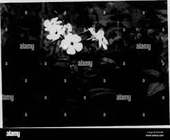 Image result for Diclis ovata