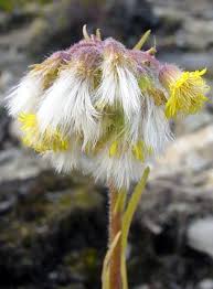 Image result for Senecio aetfatensis
