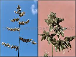 Image result for Eragrostis echinochloidea