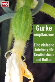 Gurken Pflanzen Eine Anleitung Fur Gewachshaus Und Balkon Utopia De In 2020 Balkon Pflanzen Pflanzen Gewachshaus Pflanzen