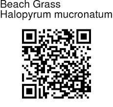 Image result for Halopyrum mucronatum