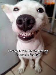 Pin By Patty Limon On Funny Animals Funny Animals Funny Animal Pictures Smiling Dogs