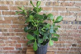 Image result for Autographa excelsa