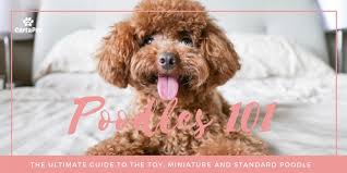 Poodles 101 The Ultimate Guide To The Toy Mini And