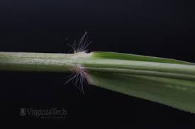 Image result for Megastachya