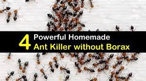 4 Powerful Homemade Ant Killer Without Borax