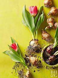 A Beginner S Guide To Forcing Bulbs Growing Tulips Planting Tulips Bulb Flowers