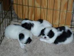 For sale i have an early 1960s german made carl zeiss. Japanese Chin Puppies For Sale Petfinder