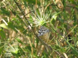 Image result for Maerua