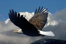 Birds With White Heads And Tails Bald Eagle The Air Predator Djur Andlighet
