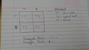 3 calculating your genotypic frequencies phenotypic ratios. What Are The Differences Between Phenotypic And Genotypic Ratios For A Dihybrid Cross Quora