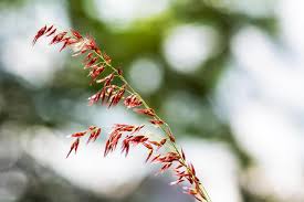 Image result for Melinis repens