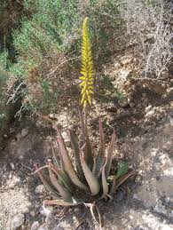 Beragam nutrisi pada lidah buaya. Aloe Vera Wikispecies