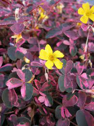 Where i bought my oxalis plum crazy my green obsession. Oxalis Plum Crazy Emerisa Gardens
