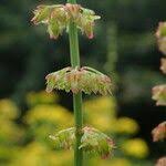 Image result for Rumex nepalensis