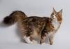 Maine Ideal Cat Breed - Facts and Personality Traits | Hill ...