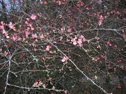 This product is currently unavailable in this size, the next batch is currently being grown and will be available for sale soon. Cameo Flowering Quince Unique And Gorgeous Soft Peach Pink Flowers Att Pixies Gardens